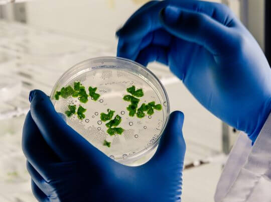 biomonitoring 2 Laboratórne spracovanie vzorky pre biomonitoring rastlín