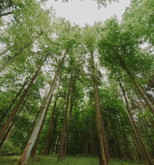 posudok 2 Stromy so svetlom zhora – potenciál pre dendrologické posudky