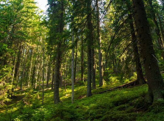Zalesnené územie posudzované v rámci dendrologického prieskumu