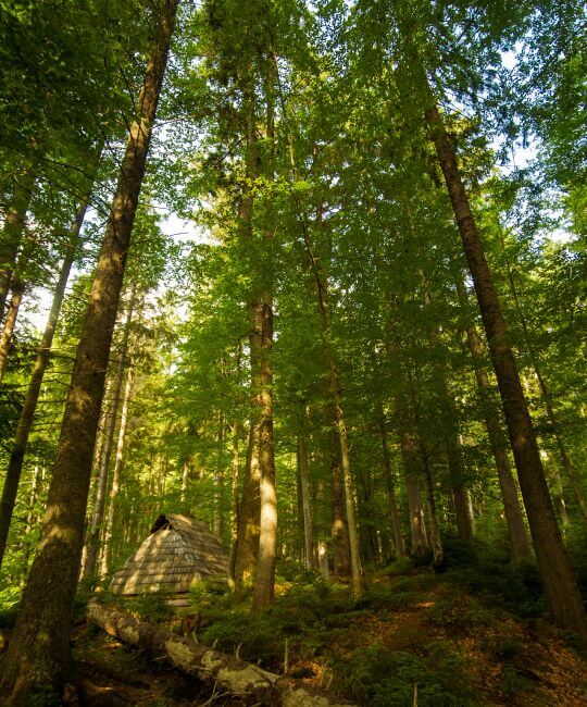 prieskum 2 Lesný porast ako objekt dendrologického prieskumu a inventarizácie drevín